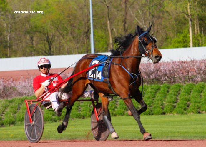 Voyeuse Turf