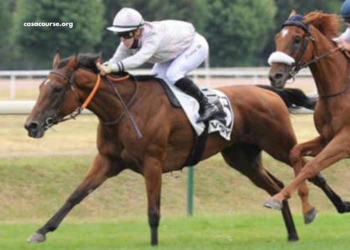 Ablatif Turf