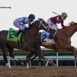 Champion Turf Blogspot
