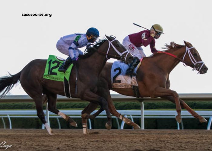 Champion Turf Blogspot
