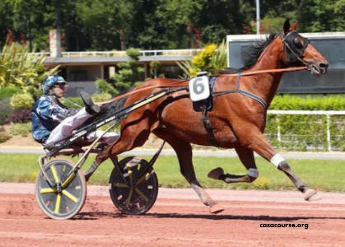 Program Zon Turf