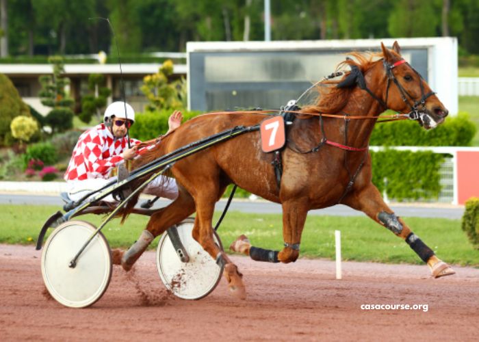 Univers Turf